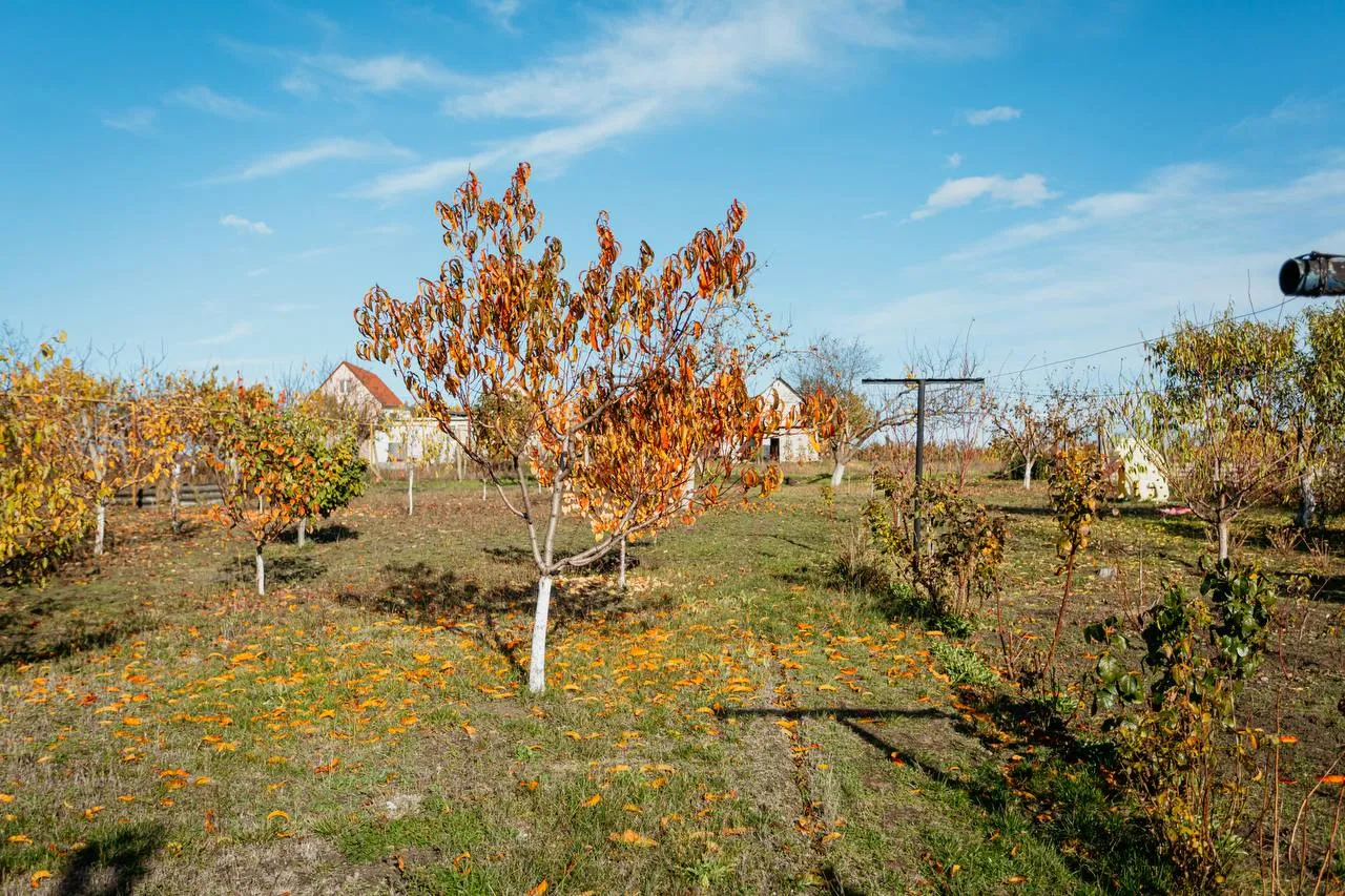 Anenii Noi Maximovca str. Tineretului  28